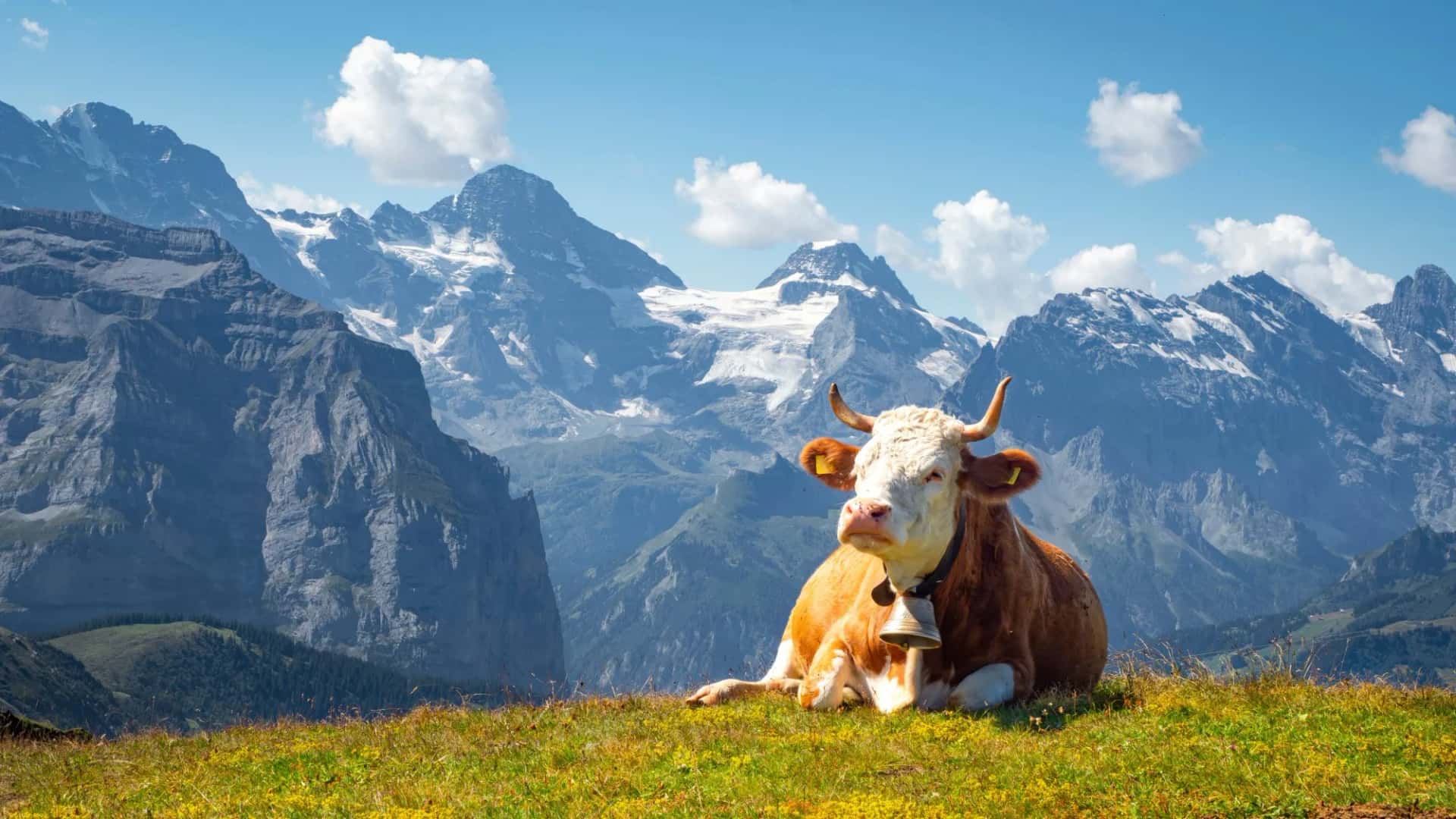 Brown and white Swiss cow with cowbell lying on grass in Swiss Alps pasture