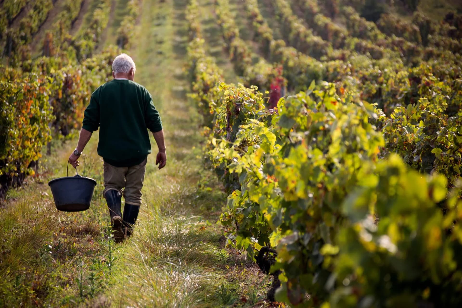 Farmer harvesting grapes walking through rows of vines in rural France during harvest season.