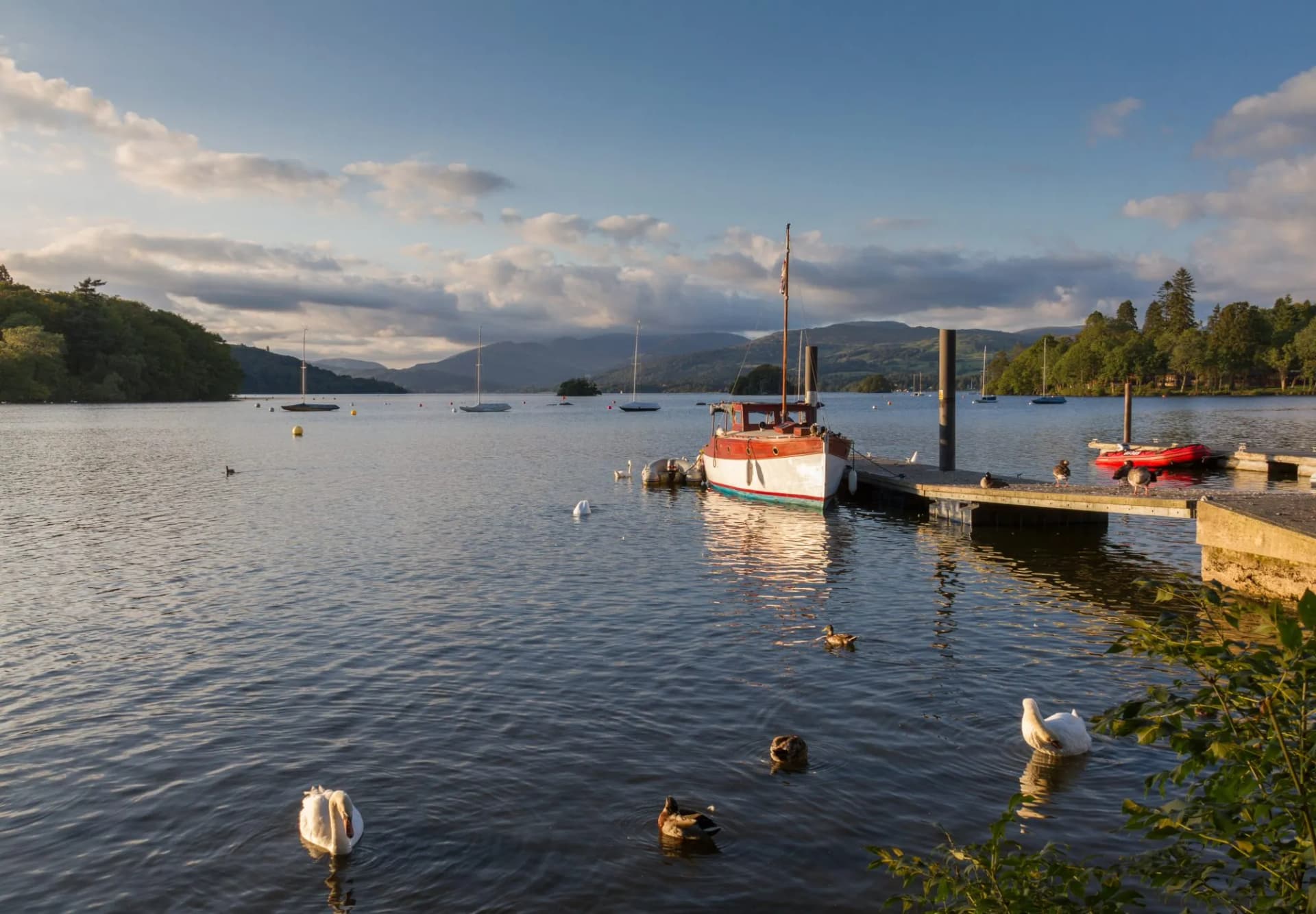 Mute swans, ducks, and a moored boat bathed in afternoon light on Lake Windermere in Bowness.