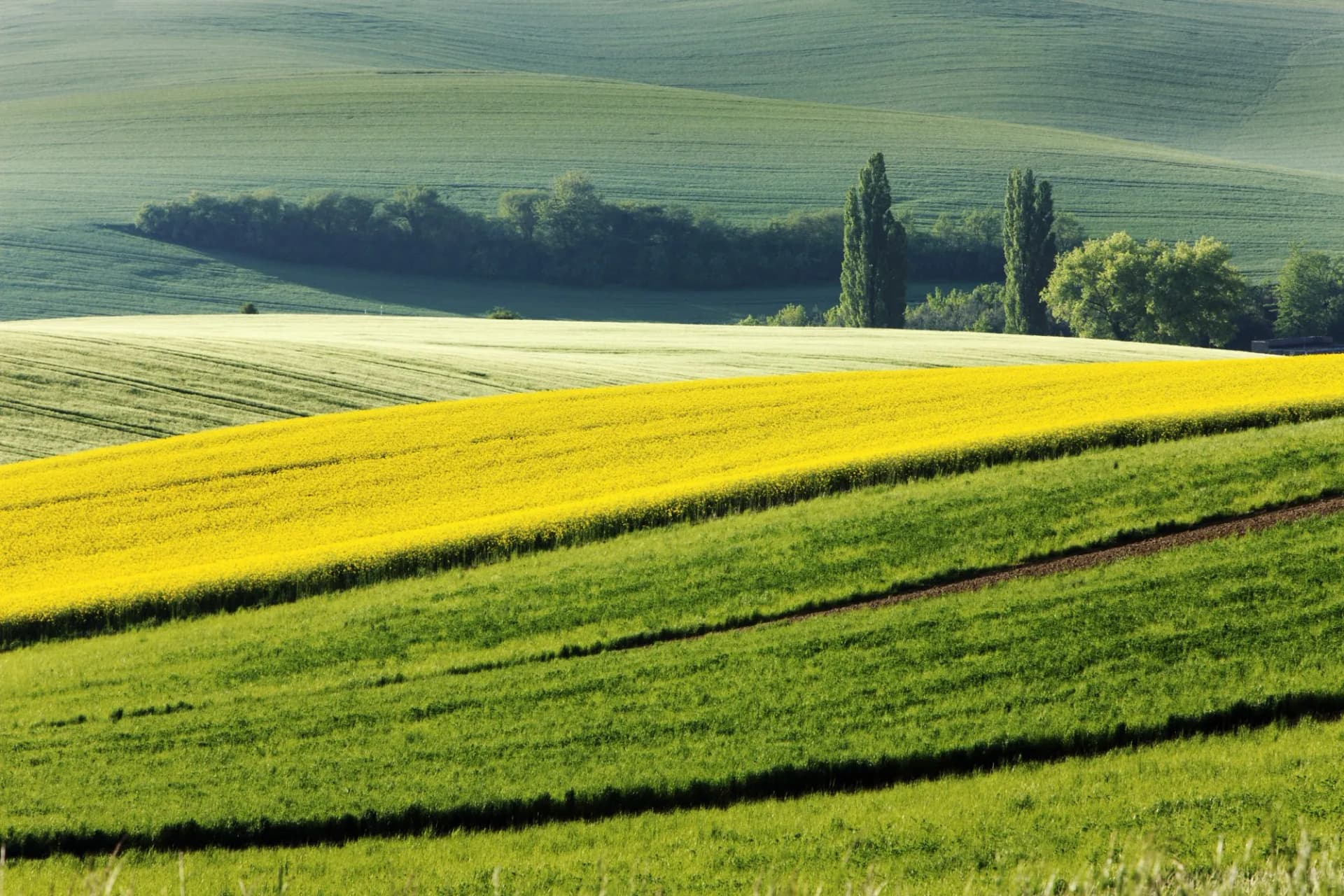 Rolling hills of green and yellow rapeseed fields in South Moravia, Czech Republic