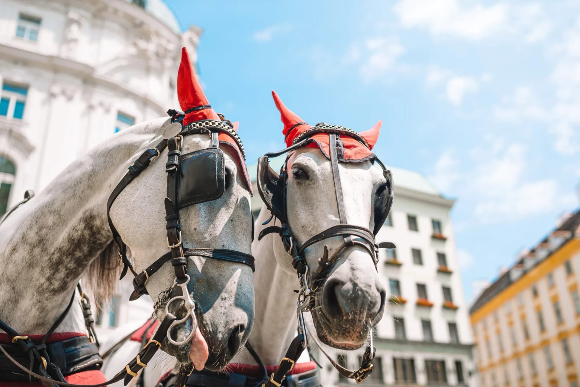 Two white carriage horses with red ear covers in historic Vienna, Austria.