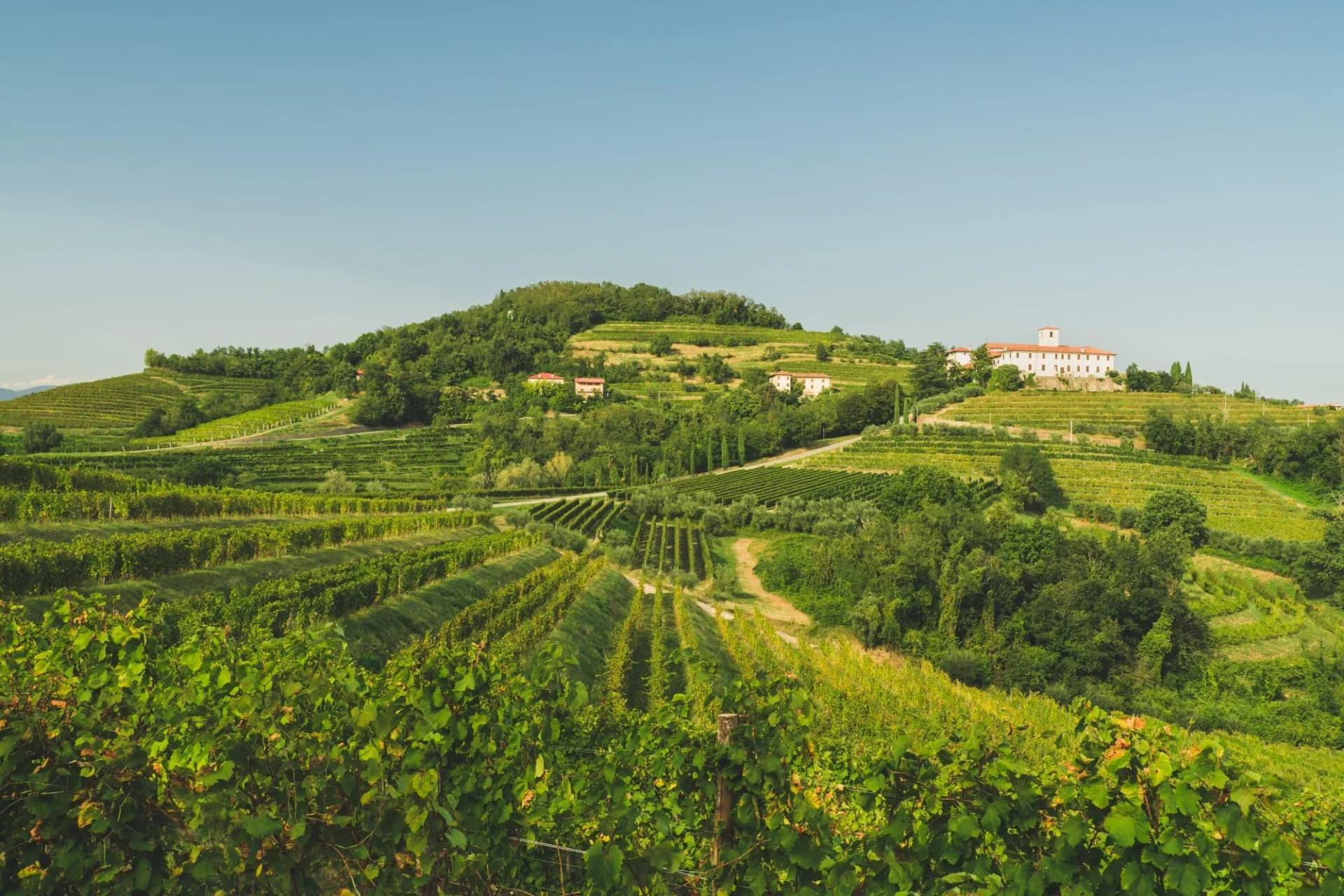 Vineyards and rolling hills with white buildings in Friuli Venezia Giulia, Collio Colli Orientali.