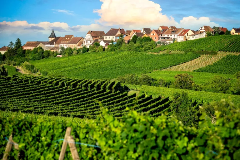 Landschaftliche Weinberge der Weinstraße. Frankreich, Elsass