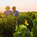 Zwei französische Winzer in ihren Weinbergen bei Sonnenuntergang