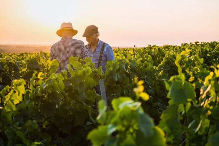 Zwei französische Winzer in ihren Weinbergen bei Sonnenuntergang